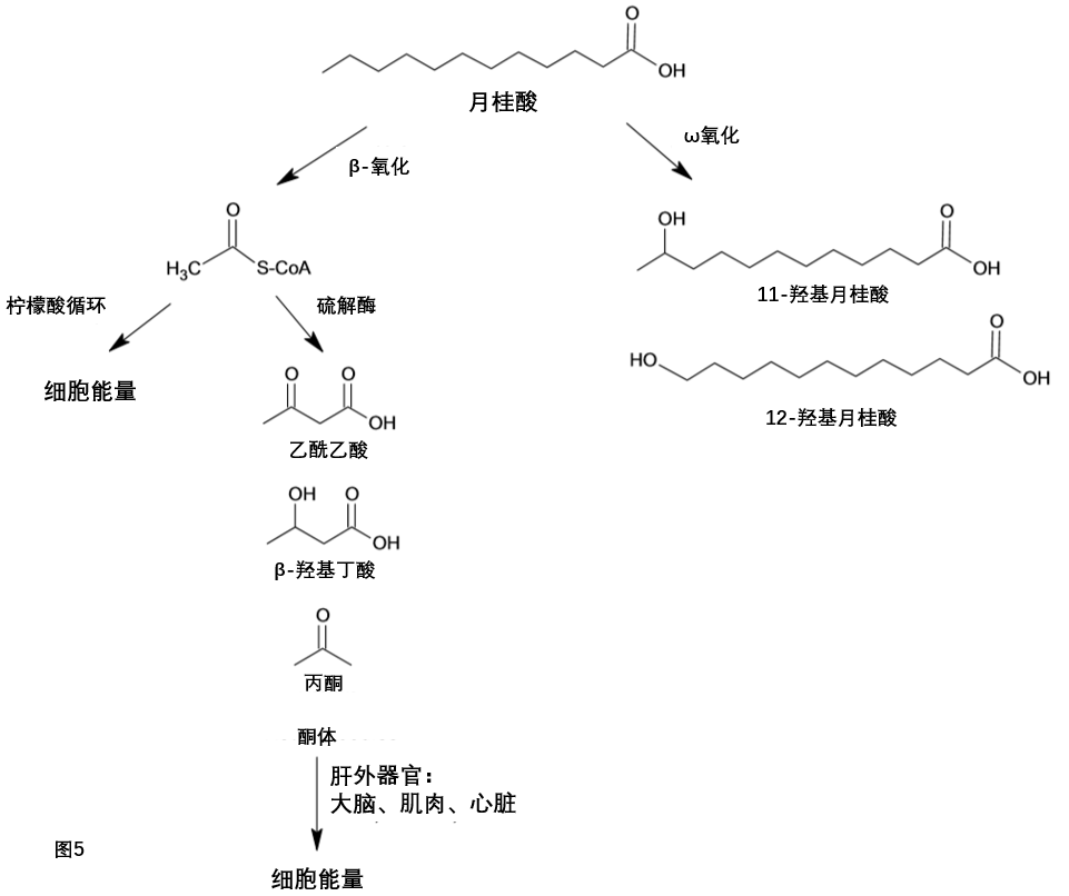 071002肝脏中月桂酸的代谢.png